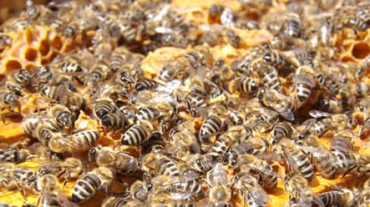 Bees: Chaos the clarity